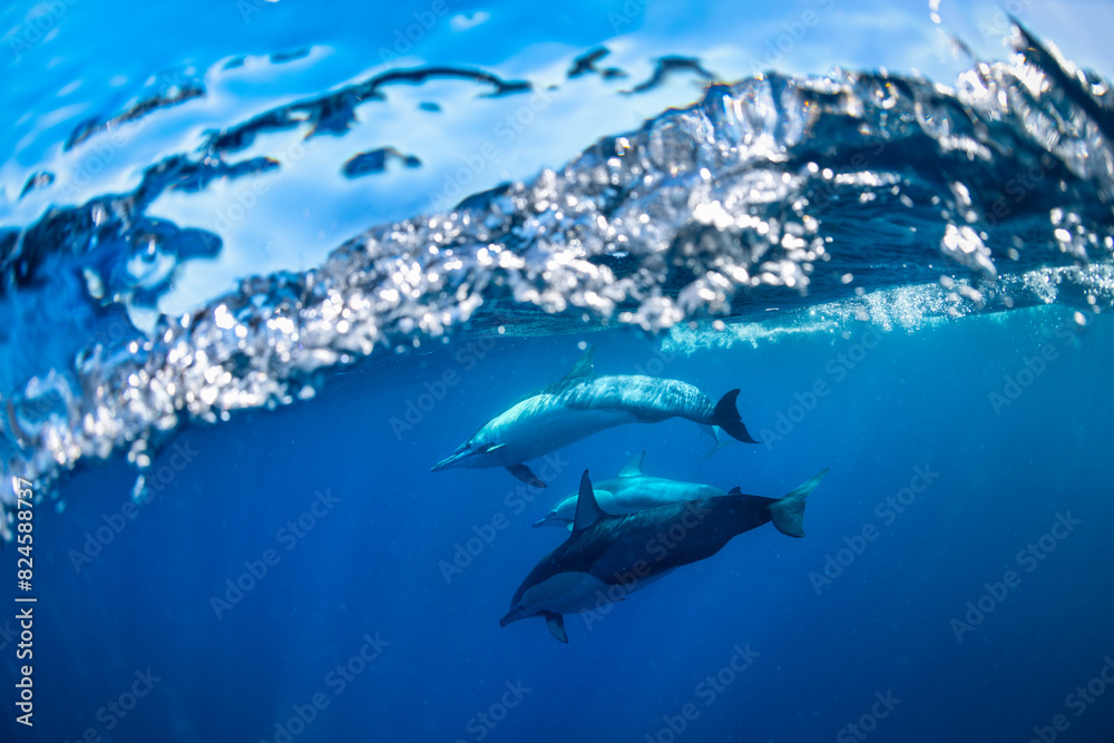 Obraz premium Underwater photo of wild dolphins, Australia