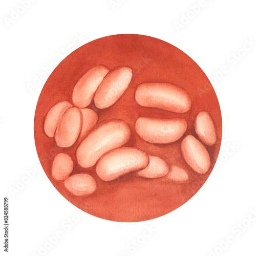 White beans in red tomato sauce. Watercolor illustration of food. Canned vegetables. Independent dish, side dish. English breakfast. For packaging, label, background design, banner