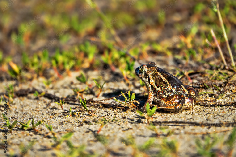 Naklejka premium Batrachology. Common spadefoot (Pelobates vespertinus Pallas) ammocolous amphibian. View from above. Light stripes on the back and dark between the eyes as a species character