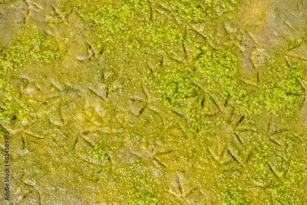 Shorebirds (Limicolae). Numerous legg prints of wader birds (stint (Calidris) on mud of sea lagoon. This means that the lagoon is rich in bird food (siltworms, nereis). Drying filamentous algae Shorebirds (Limicolae). Numerous legg prints of wader birds (stint (Calidris) on mud of sea lagoon. This means that the lagoon is rich in bird food (siltworms, nereis). Drying filamentous algae