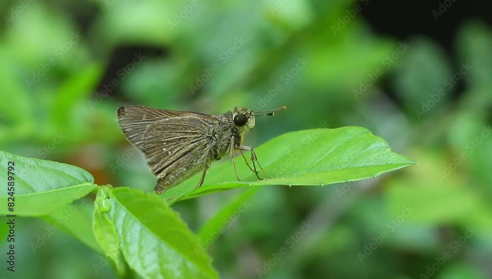 an amata huebneri moth butterfly in the wild, macro, close up, phototage, insect. an amata huebneri moth butterfly in the wild, macro, close up, phototage, insect.