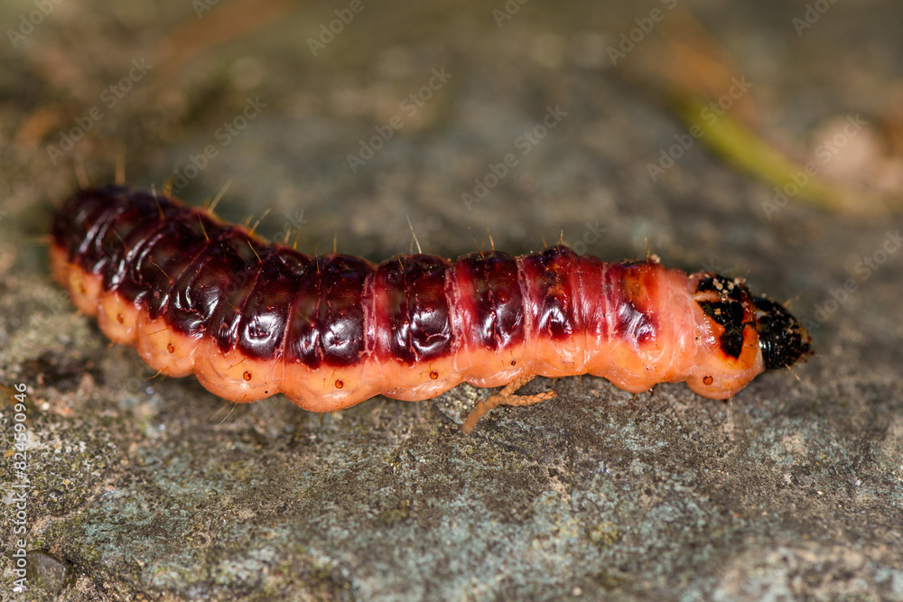 Caterpillar of the goat moth (Cossus cossus) Caterpillar of the goat moth (Cossus cossus)