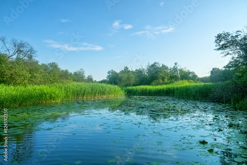 The Northern River billabong, a shallow river dead arm in the delta with water lilies leaves and reeds photo