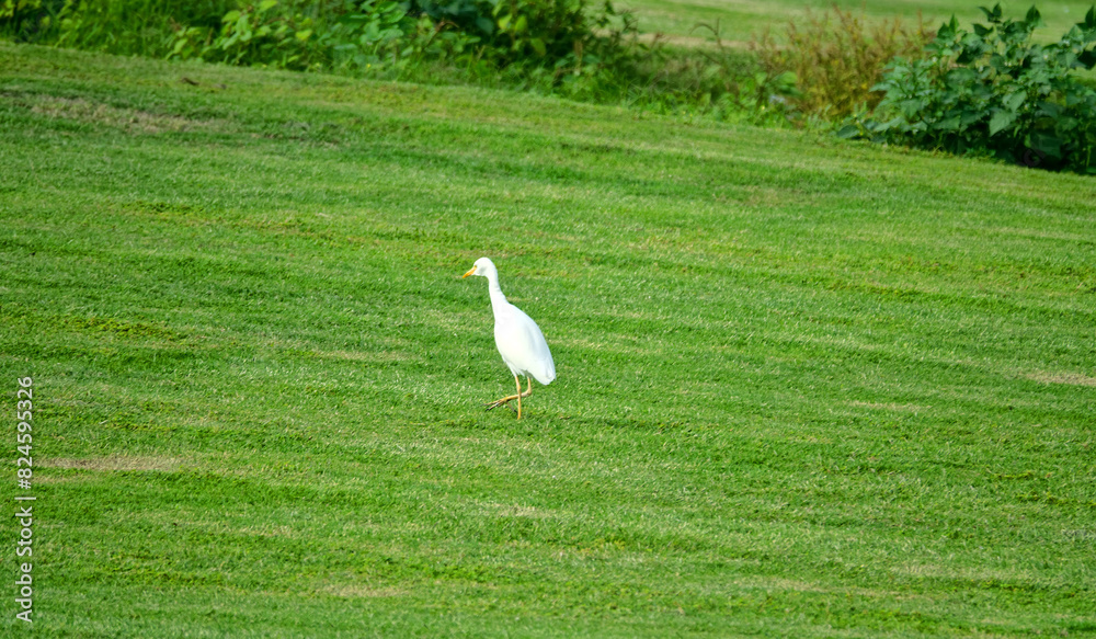 Fototapeta premium The buff-backed heron (Bubulcus ibis) feeds, collects insects on the lawns of the city. Dubai