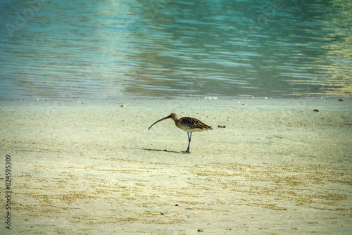 A wintering European curlew (Numenius arquata) feeds on the coast of the Persian Gulf, sticks its long curved beak deep into the sand, sandy beach, interstitial fauna sounding photo