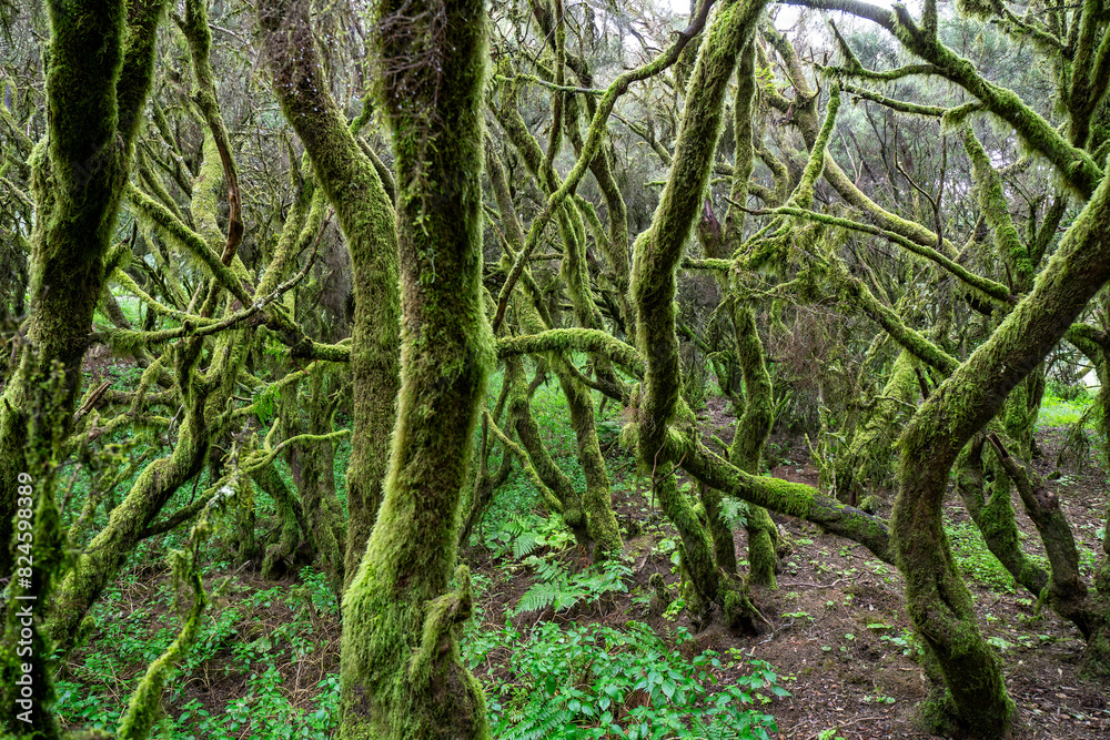 Laurel forest on the Canary Island of El Hierro Laurel forest on the Canary Island of El Hierro