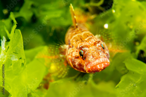 Gobidae – Gobius niger among green algae photo