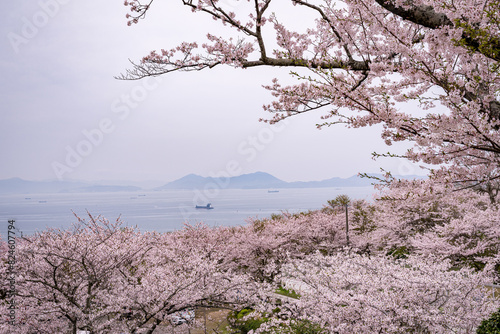 Wallpaper Mural 桜 Torontodigital.ca