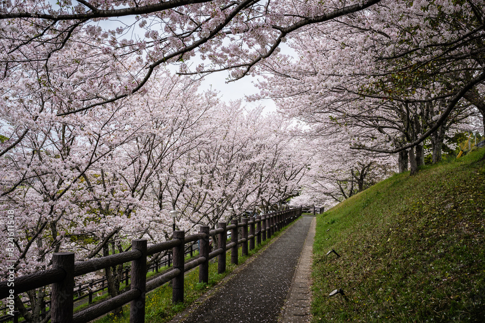 桜