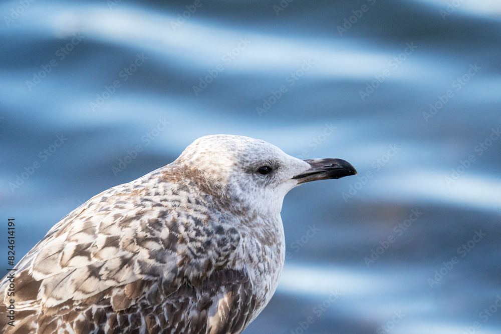 a lonely young seagull sits on the seashore. concept of loneliness and dreams of the future a lonely young seagull sits on the seashore. concept of loneliness and dreams of the future