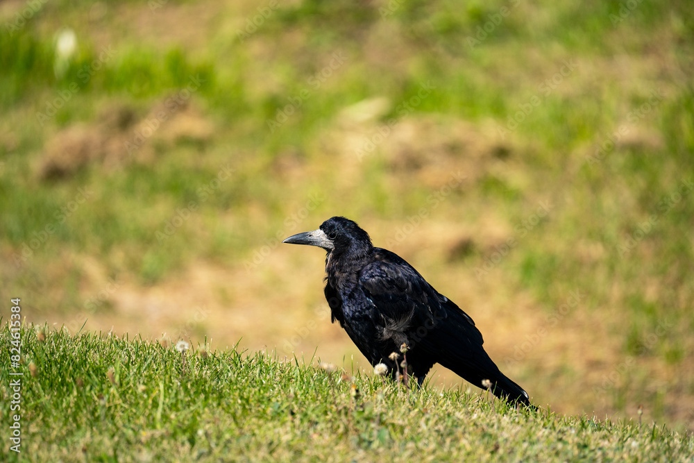 Rook bird sitting on a green meadow Rook bird sitting on a green meadow