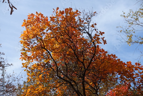 Cloudy sky and orange autumnal foliage of European smoketree in October photo