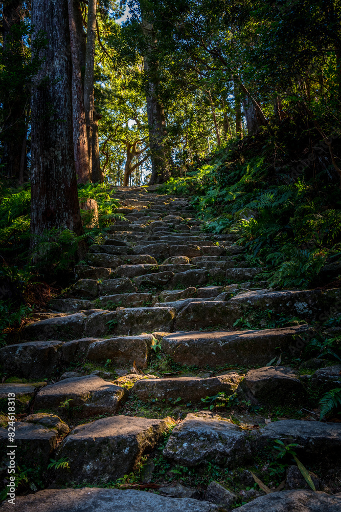 The forest pathway and stairs up to Seiganto ji, the sacred temple and shrine in Wakayama