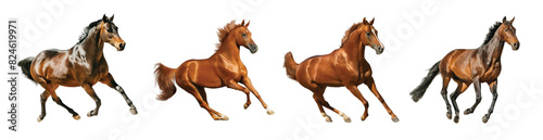 The expression of a running brown horse. PNG file. Mockup template for artwork graphic design