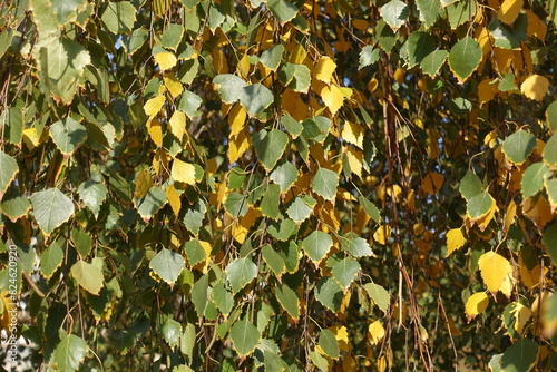 Dark green and yellow autumnal foliage of birch in mid October photo