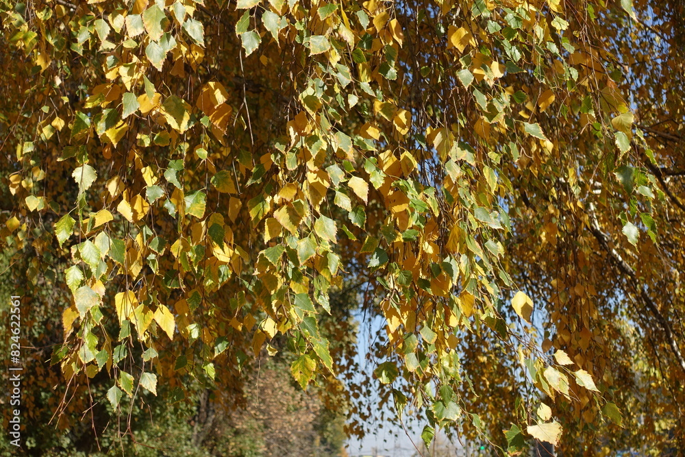 Weeping branches of birch with autumnal foliage in October Weeping branches of birch with autumnal foliage in October