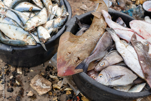 Jar with fresh fish on the beach of Tanji, Gambia photo