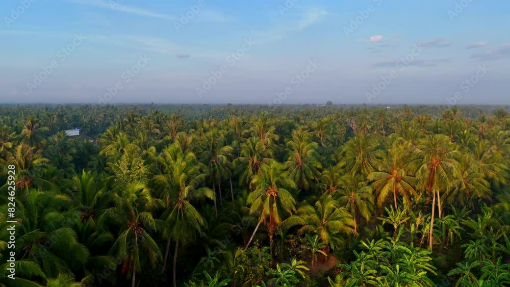 Mysterious movement landscape at Mekong Delta, coconut land with palm forest, sunrise make sunlight through fog on top trees make paradise aerial view, Ben Tre village, Viet Nam