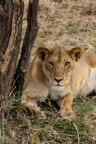 lion cub and lioness © Hanlu
