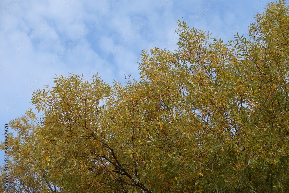 Cloudy sky and autumnal foliage of white willow in mid October Cloudy sky and autumnal foliage of white willow in mid October