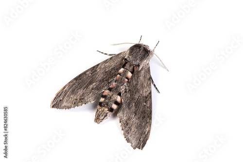 Sphingidae butterfly, large hawk moth isolated on white background.