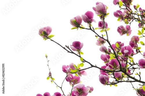 A blooming pink magnolia flower contrasts against a pristine white background.