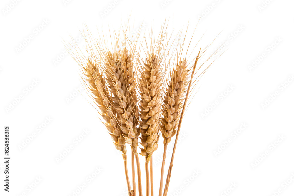 bunch of ripe golden wheat ears isolated on white background.