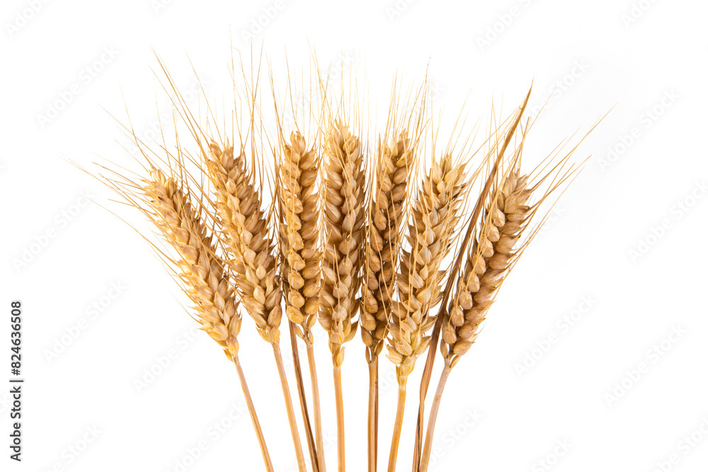 Fototapeta premium bunch of ripe golden wheat ears isolated on white background.