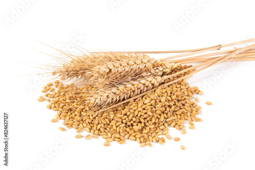 wheat ears and wheat seed grain isolated on white background.