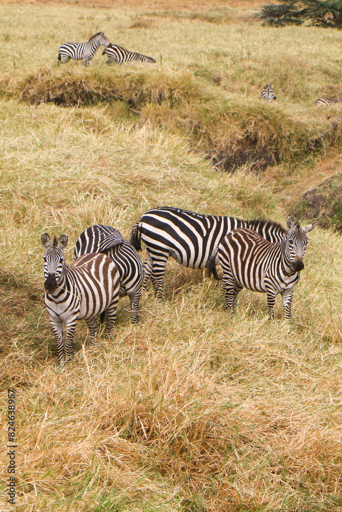 Obraz premium zebras in the serengeti