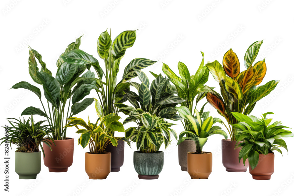 Obraz premium Symphony of Potted Greenery on a White or Clear Surface PNG Transparent Background.