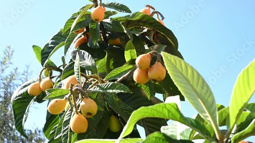 Ripe loquat fruits on a tree. Bunch of medlars photo