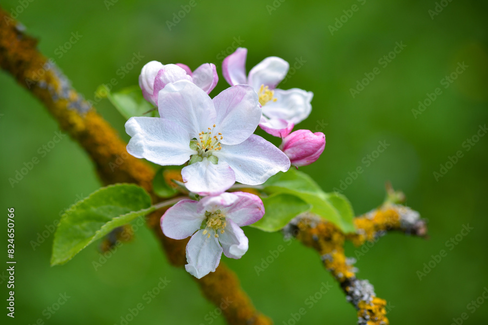 Apple flowers over natural green background Apple flowers over natural green background