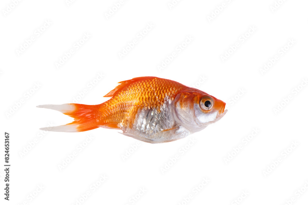 Fototapeta premium Dead gold fish isolated on white background
