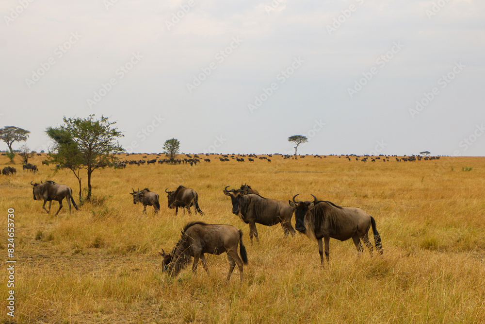 herd of wildebeest, great migrations in serengeti national park herd of wildebeest, great migrations in serengeti national park