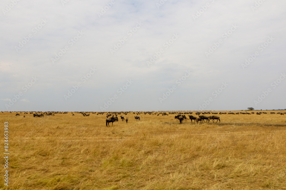 herd of wildebeest, great migrations in serengeti national park herd of wildebeest, great migrations in serengeti national park