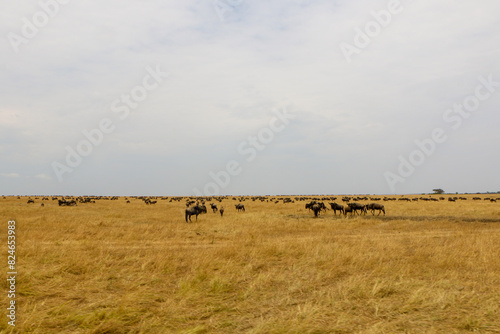 herd of wildebeest, great migrations in serengeti national park  © Hanlu