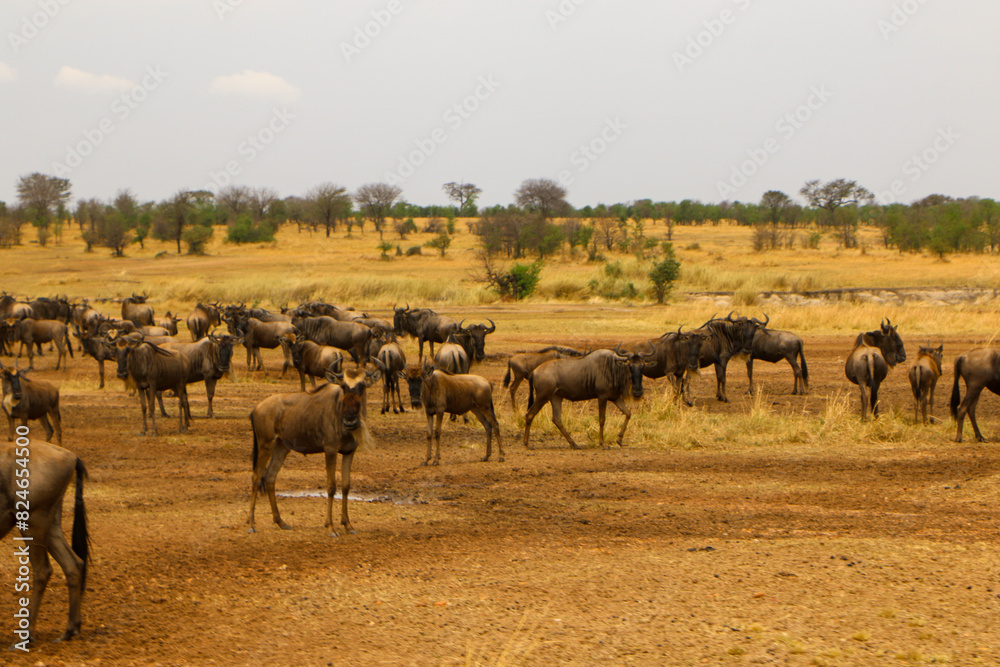 herd of wildebeest, great migrations in serengeti national park herd of wildebeest, great migrations in serengeti national park