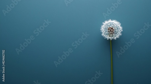 A single dandelion on a solid blue background  with ample blank space for text