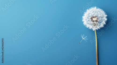 A single dandelion on a solid blue background, with ample blank space for text photo