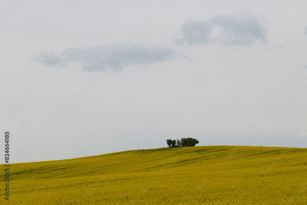 Naklejka premium Rapsfelder in Blüte