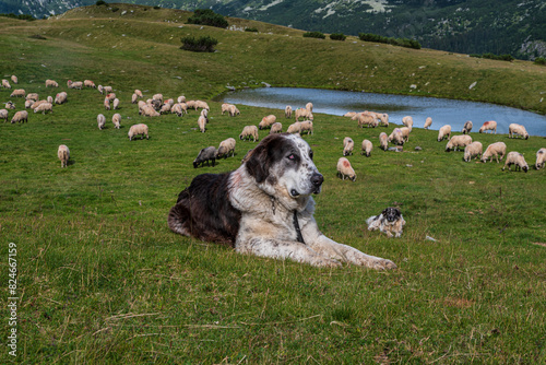 Dog with feeding shepp on mountain meadow with small lake - Saua Plaiul Mic in Retezat mountains in Romania photo