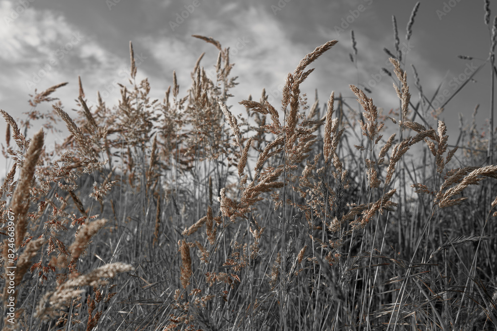 Fototapeta premium Fine dry grasses in closeup countryside sunset mood