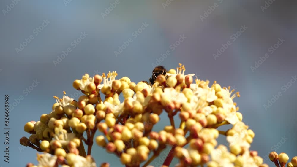 Bees on Spring White flowers. European Honey Bee on white flowers collect pollen and pollinates white blossom in spring time close-up. Macro Agriculture Fruit garden Rural Village Flora and fauna Bees on Spring White flowers. European Honey Bee on white flowers collect pollen and pollinates white blossom in spring time close-up. Macro Agriculture Fruit garden Rural Village Flora and fauna