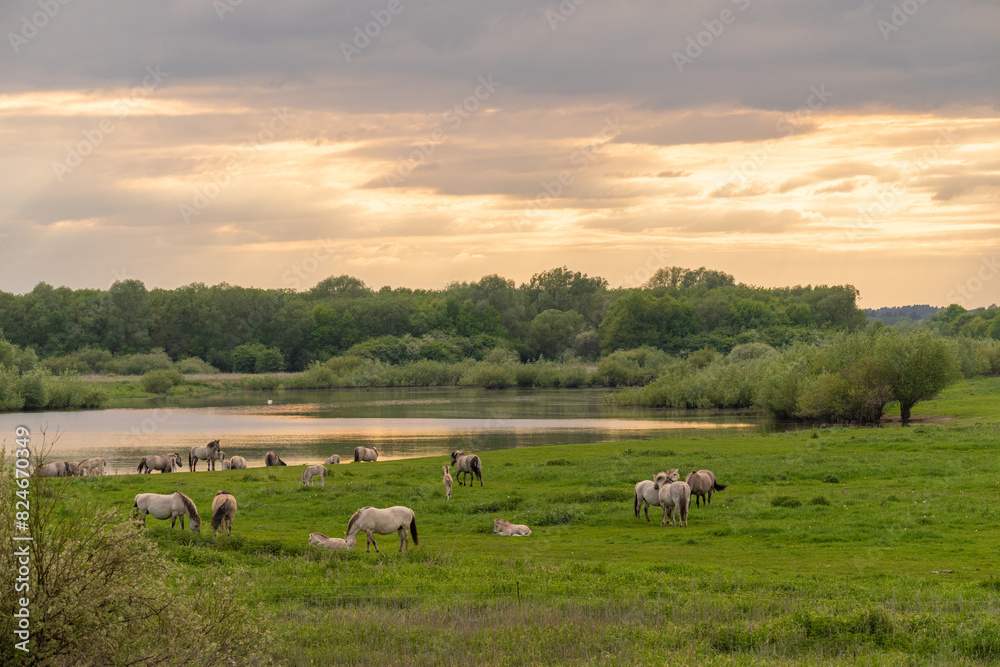 Fototapeta premium Wildpferde- Liebenthaler Wildlinge