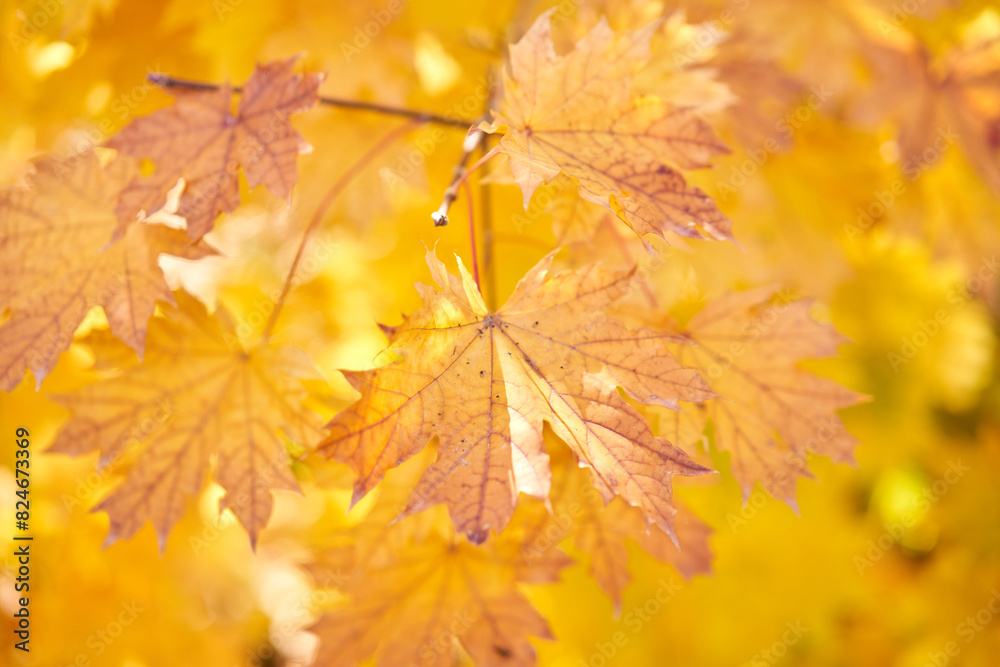 Yellow leaves on a tree. Yellow maple leaves on a blurred background. Golden leaves in autumn park. Sunny autumn day. High quality photo Yellow leaves on a tree. Yellow maple leaves on a blurred background. Golden leaves in autumn park. Sunny autumn day. High quality photo