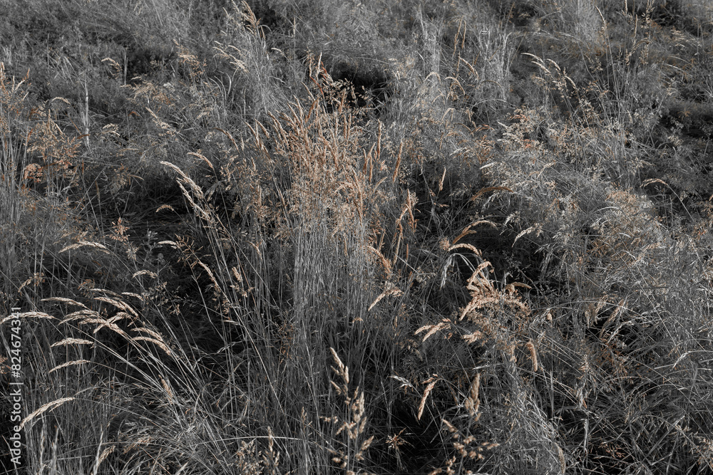 Fine dry grasses in closeup countryside sunset mood Fine dry grasses in closeup countryside sunset mood
