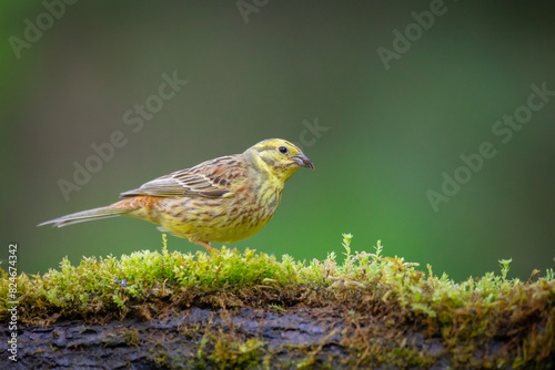 bird yellowhammer Emberiza citrinella on forest pond waterhole amazing warm light sunset sundown