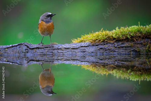 Bird Redstart Phoenicurus phoenicurus small bird on green background spring time bird drinking water on forest pond