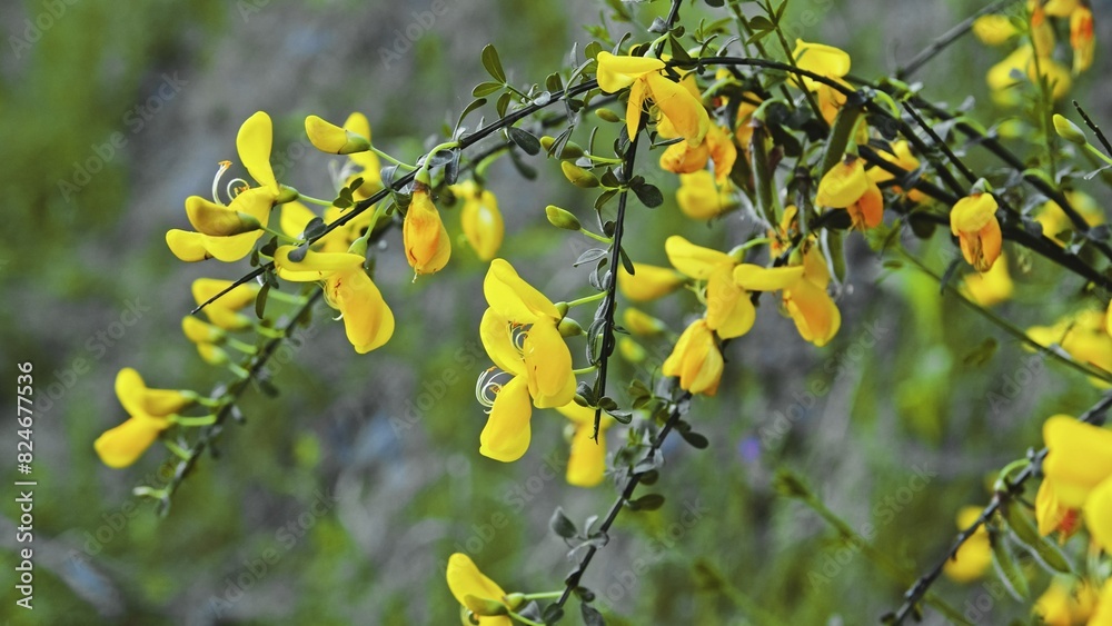 Yellow Petals of Blooming Cytisus Scoparius Flowers